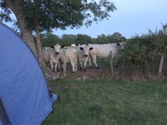 A group of cows in a field

Description automatically generated