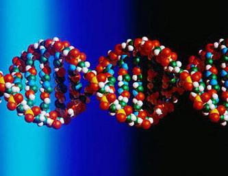 15 August 2008 (Friday) - Deoxyribose Nucleic Acid