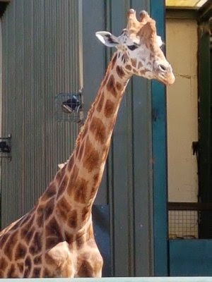 https://1.bp.blogspot.com/-U5zXaOfpGOI/W2Svh2xzfZI/AAAAAAAATD0/XdHL-seY6qgJ6QKB_-MNsjenp9dQ2CvDgCLcBGAs/s400/giraffe.jpg