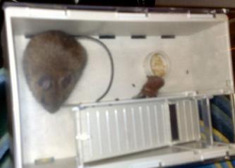 05 December 2007 (Wednesday) - Vermin