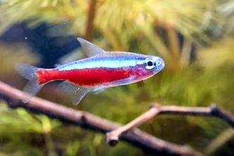 09 December 2007 (Sunday) - Neons