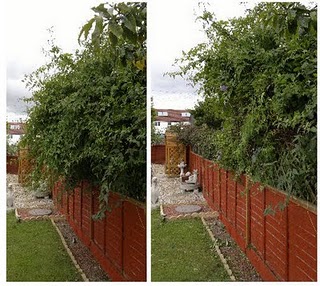 http://3.bp.blogspot.com/-VCC0eHBHGjE/Th3wMUC0KCI/AAAAAAAADbM/0F3PzdTy678/s320/trimmedhedge.jpg