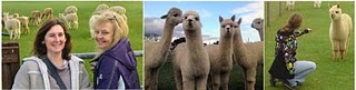 http://2.bp.blogspot.com/_xn1zlCsW-C0/TMM3LyMwadI/AAAAAAAACmU/dY9v8fQgPLU/s320/alpacas.jpg